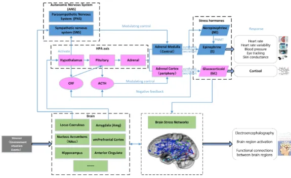 Figure 7: The physiological and cognitive responses to stress related phenomena
