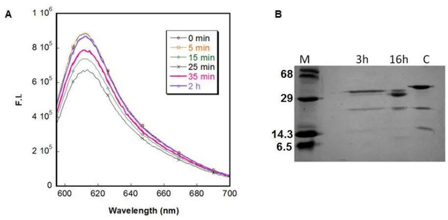 Figure 3.7. Typsin digestion of MCD1.  (A) The fluorescence spectra of the trypsin-digested MCD1 at different time points