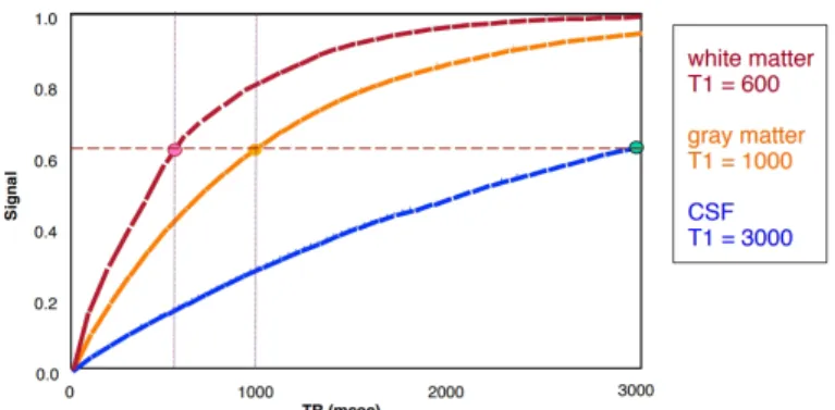 Figure 2.3.6. The relaxation time of different tissues [5]
