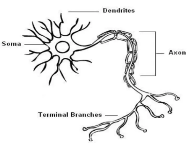 Figure 1.1: Schematic diagram of a neuron   