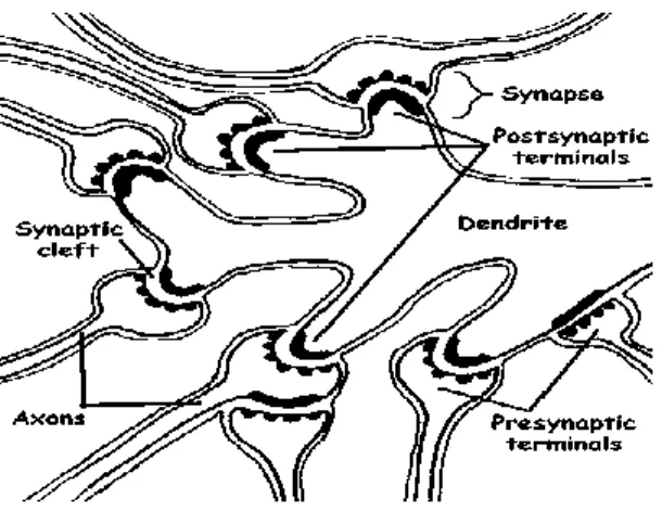 Figure 1.2: Connection between the synapses and the dendrites of other neurons 
