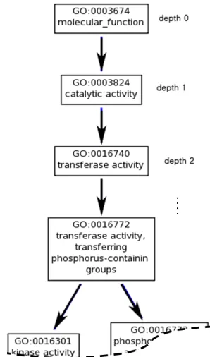 Figure 4.2: An example of GO graph view (GO DAG), where the root node is depth 0. If a GO isdepth 0, then it is the most general term, meaning most of genes or proteins are annotated with thisGO term