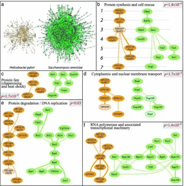 Figure 2.4: Top-scoring pathway alignments between bacteria and yeast. (a) The protein-proteininteraction networks of H