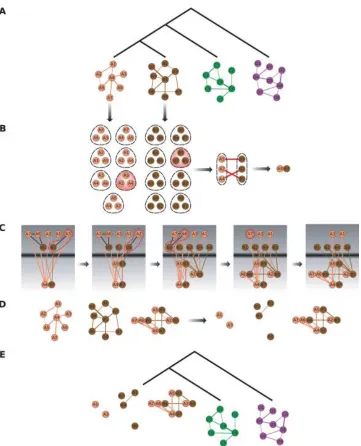 Figure 2.5: Outline of the Graemlin algorithm, by the courtesy of [6]. (A) Four networks withtheir phylogenetic relationships