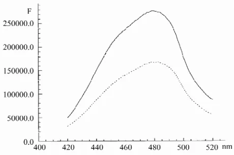 Figure 4. The excitation spectrum of Hoechst at the presence of 6 µM lambda DNA (upper curve) and without DNA (lower curve) in 20 mM Tris with 1 mM EDTA, pH 7.7