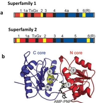 Figure 1.1 Classification of helicases and translocases  