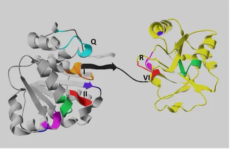 Figure 1.4 The crystal structure of conserved helicase core of DEAD box RNA helicase  