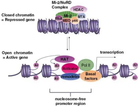 Figure 1.6 The molecular model describes the structural change of chromosome between transcription repression and activation