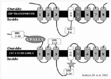 Figure 1.4 Secondary structure analysis of LIV-1.  