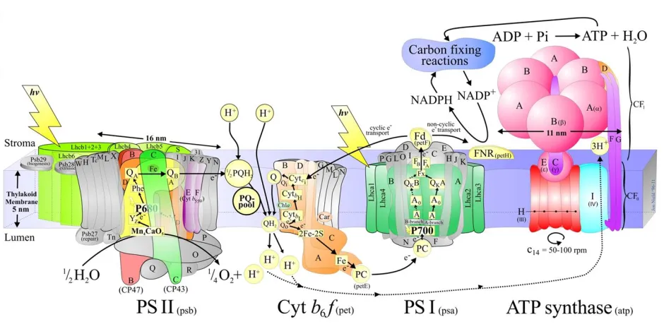 Figure 1.2 A detailed schematic model of the higher plant / green algal thylakoid membrane with major protein complexes involved in oxygenic photosynthesis