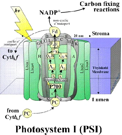 Figure 1.3 A schematic depicting the architecture of the PSI core complex embedded in the thylakoid membrane