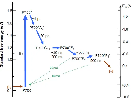 Figure 1.6 The kinetics of electron transfer in PSI [6].  The various radical pair states and the redox properties are plotted relative to the approximated standard free energies