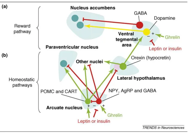 Figure 4. A sample of the known relationships between the homeostatic and reward pathways  