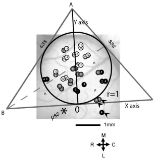 Figure 3.1.  Method for quantification of neuronal response type distribution in auditory cortex