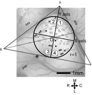 Figure 2.1.  Method for quantifying the distribution of neuronal response types in auditory 