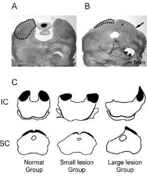 Figure 2.2.  Assessment of midbrain damage.  A. An example of a section through the IC