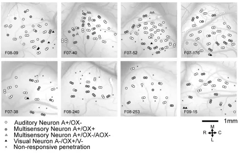 Figure 2.9.  Reconstruction of locations of recorded neurons in AC of the small-lesion group (8 
