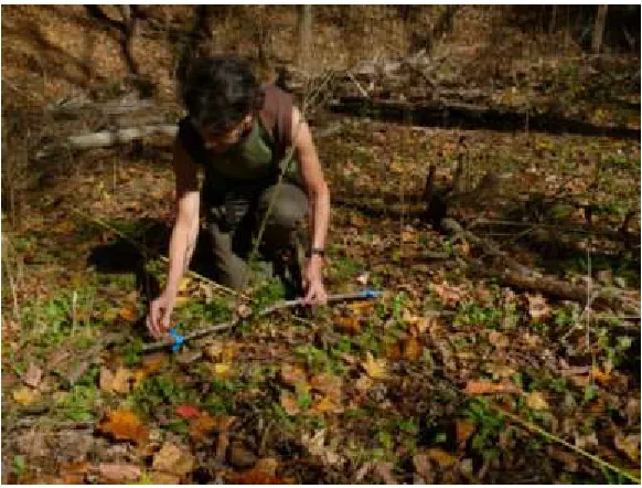 Figure 8. Image showing meter line method of inventorying plant species  