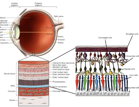 Figure 1.3. Structure of the eye and neurosensory retina. The eye is divided into two seg‐ments, the anterior and posterior segments.  The anterior segment consists of the cornea and crystalline lens, structures necessary for receiving and focusing light onto the posterior segment of the eye.  The posterior segment receives light at the central point of the retina, the fovea, and is then processed by the cells of the neurosensory retina (photoreceptors:  rods and cones).  Enlarged sections depict the cells and divisions of the neurosensory retina. (Caspi, 2010; Kolb, 1995d) 