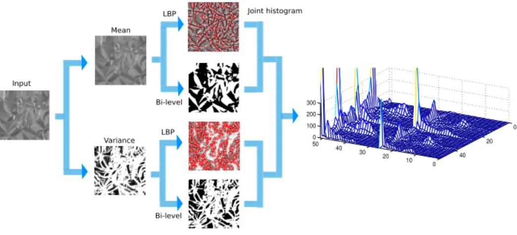 Figure 1: Texture representation using SBP 2 =SBP m 1 µ 2 . The structuring element B = {(1, 5), (2, 8)} (see Section 4.4) is used for computing the moment images, and LBP riu2 24,3 is used for LBP encoding (red pixels correspond to non-uniform patterns).