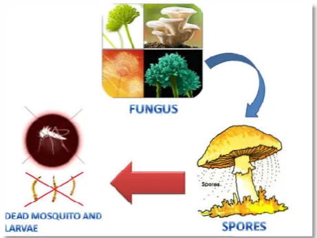 Fig. 5. Life cycle of Mosquito (Eckhoff, 2011; Le  Eckhoff, 2011; Le et al., 2003) 