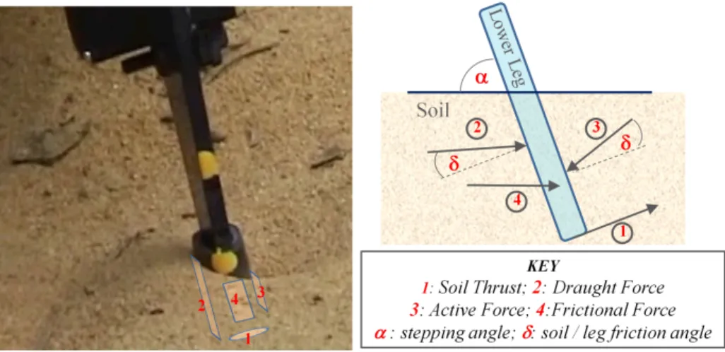 Fig. 2. Leg / Soil Forces - location (left image) and direction (right image)
