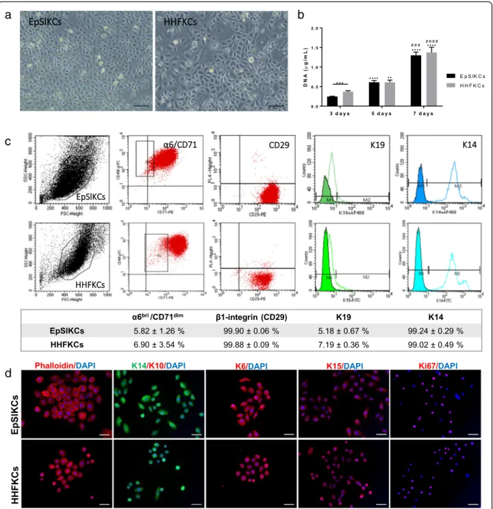 Fig. 1 Morphology, proliferation, and phenotype of EpSlKCs and HHFKCs. a Representative light microscopy images of human epidermal stem- stem-like keratinocyte (EpSlKC) and human hair follicular keratinocyte (HHFKC) culture