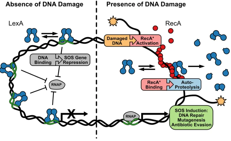 Figure 1.1. The Bacterial DNA Damage (SOS) Response. Left: State of a bacterial cell in the absence of DNA damage