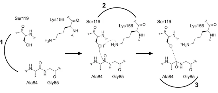 Figure 1.2. Possible Catalytic Roles of RecA* in LexA Autoproteolysis. (1) RecA* bringing the catalytic dyad residues (Ser119 and Lys156) and the target scissile bond (Ala84-Gly85) into close proximity