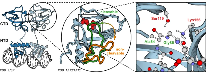 Figure 1.3. The Structural Model of LexA. Left: The LexA dimer bound to DNA. Middle: Two aligned crystal structures of the mobile peptide loop in the C-terminal domain of LexA
