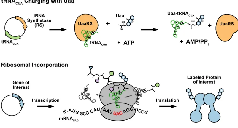 Figure 1.5. Biological Components for Unnatural Amino Acid Mutagenesis. Top: Genes for an orthogonal tRNA synthetase and tRNA pair are provided on a plasmid