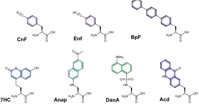 Figure 1.6. Fluorescent Unnatural Amino Acids that can be Incorporated In Vivo. Structures of reported unnatural amino acids with intrinsic fluorescence are colored to approximately reflect their emission maxima