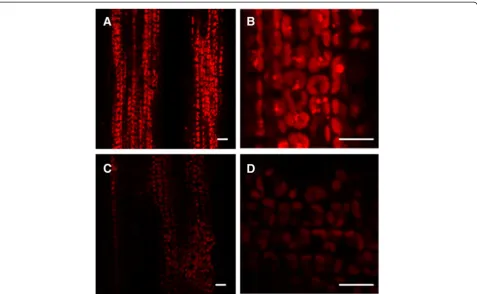 Figure 3 Confocal laser scanning micrographs of mesophyll cells.ygl138indicate high-magnification