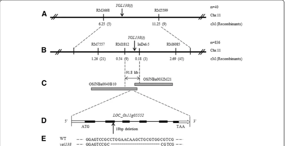 Figure 4 Map-based cloning of YGL138(t). (A) Primary mapping of YGL138(t). The YGL138(t) locus was primarily mapped between SSR markersRM3668 and RM5599 on the short arm of chromosome 11 with genetic distances 6.25 cM and 11.25 cM respectively