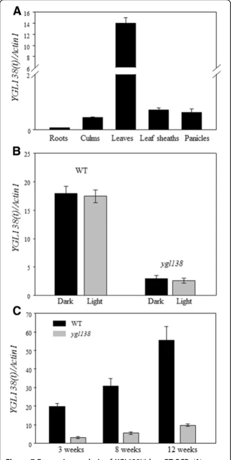 Table 5 Comparison of major agronomic traits among theygl138 mutant, its wild-type parent and the transgenicplants