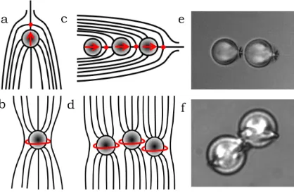 Figure 1.4: Homeotropic colloids and their assemblies. Sketches of (a) hedgehog (b) Saturnring (c) dipoles assemble in linearized fashion, red arrows denote direction of the dipole (d)Saturn rings assemble in zig-zag manner