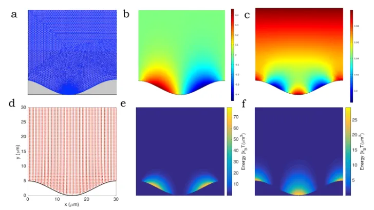 Figure 2.8: COMSOL outputs. (a) The mesh. (b) x(c)-component of the director ﬁeld nx. y-component of the director ﬁeld ny