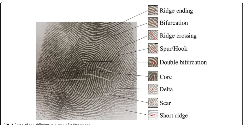 Fig. 2 The general ridge patterns of a fingerprint