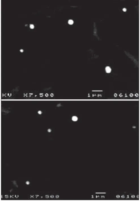 TABLE 1: DRUG ENTRAPMENT EFFICIENCY OF CISPLATIN LOADED SOLID LIPID NANOPARTICLES