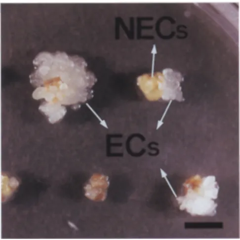 Fig. 1. Characteristics of embryogenic (ECs) and nonembryogenic (NECs) cells derived from zygotic embryos of (7