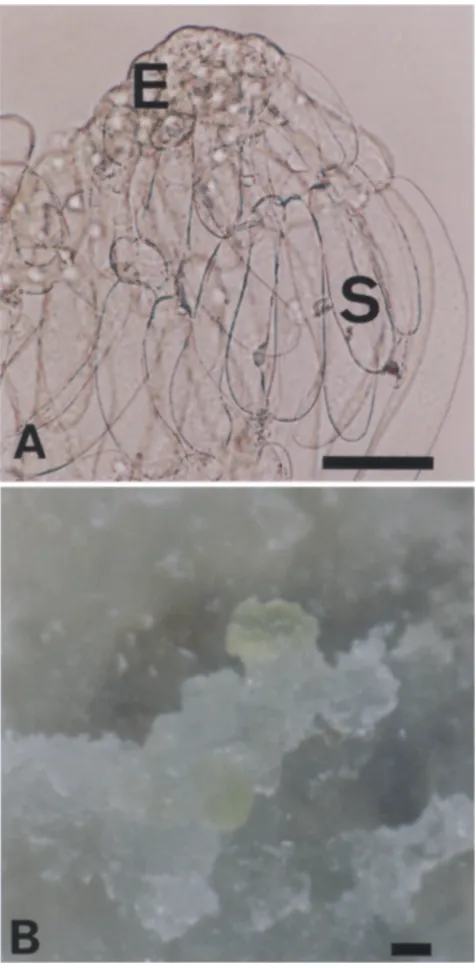 Fig. 3. Somatic embryogenesis from zygotic embryos of C. japonica. E, embryonal region; S, suspensor region