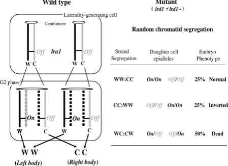 Figure 3. The strand-specific imprinting and selective chroma-tid segregation model concerning lrd1-/lrd1-mutant mice