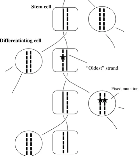 Figure 4. The immortal-strand inheritance model. “Oldest” strand is segregated in the stem cell lineage