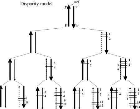 Figure 5 shows a pedigree of a linear chromosomal DNA with a single origin of replication (end, of DNA replicated by a single DNA-polymerase-com- plex)
