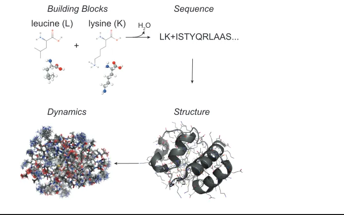 Figure 1.1. Proteins are complex macromolecules. They are composed of a linear string of the 20 amino acid building blocks termed the protein sequence