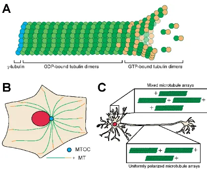 Figure 1.1 Microtubule dynamics and organization 