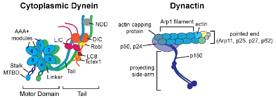 Figure 1.2 Dynein-Dynactin schematic 