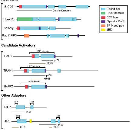 Figure 1.4 Domain structure of dynein effectors 