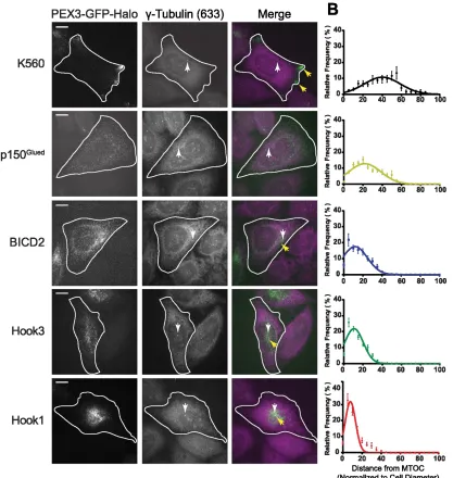 Figure 2.2 Hook proteins differentially redistribute peroxisomes to the MTOC 