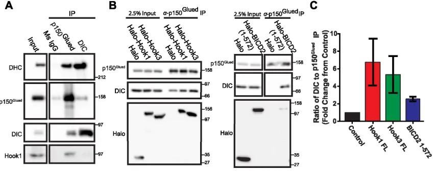 Figure 2.3 Mammalian Hook proteins interact with dynein-dynactin complex 